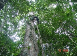 Thu hái mẫu ở ngoài thực địa Xử lý mẫu Trạng thái rừng thu mẫu 6