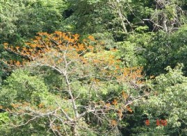 Trạng thái rừng thu mẫu 9