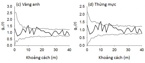 Hình 4 3 Phân bố không gian của các loài cây rừng chiếm ưu thế ở OTC 1 2