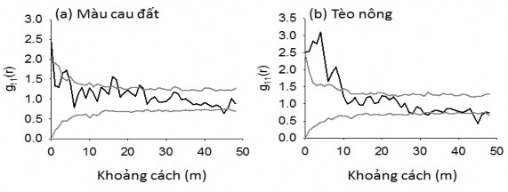 Hình 4 4 Phân bố không gian của các loài cây rừng chiếm ưu thế ở OTC 2 được 3