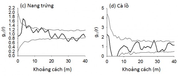 Hình 4 5 Phân bố không gian của các loài cây rừng chiếm ưu thế ở OTC 3 được 7