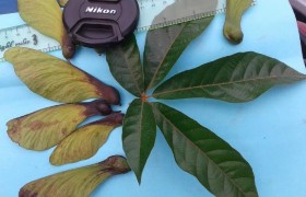 Hình 1 Hình thái lá non và quả Hình 2 Huỷnh tái sinh tự nhiên Hình 3 Hình thái 2