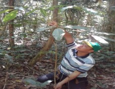 Hình 1 Hình thái lá non và quả Hình 2 Huỷnh tái sinh tự nhiên Hình 3 Hình thái 3