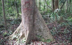 Hình 3 Hình thái gốc cây Huỷnh Hình 4 Lớp biểu bì cây Huỷnh 3 2 Đặc điểm 4