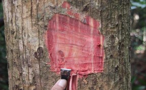 Hình 3 Hình thái gốc cây Huỷnh Hình 4 Lớp biểu bì cây Huỷnh 3 2 Đặc điểm 5