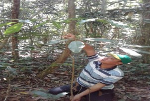 Hình 5 3 Huỷnh tái sinh tự nhiên Hình 5 4 Hình thái gốc cây Huỷnh Hình 5 5 Lớp 1