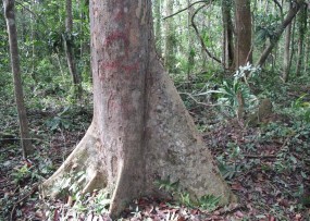 Hình 5 3 Huỷnh tái sinh tự nhiên Hình 5 4 Hình thái gốc cây Huỷnh Hình 5 5 Lớp 2