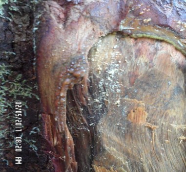 H nh 4 2 Nhựa mủ cây Vấp H nh 4 3 á Vấp Vấp Mesua ferrea L Gỗ lớn o từ 1