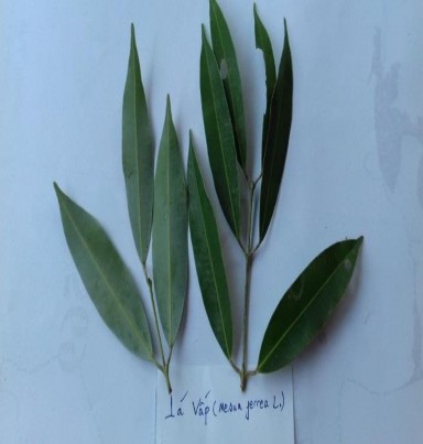 H nh 4 2 Nhựa mủ cây Vấp H nh 4 3 á Vấp Vấp Mesua ferrea L Gỗ lớn o từ 2