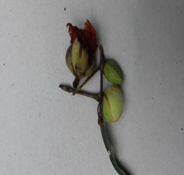 H nh 4 4 Hoa Vấp H nh 4 5 Quả Hạt Vấp Ho ô độ thơm lá đài x nh không 3