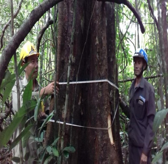 H nh 4 6 Điều tra lập ô tiêu chuẩn Kết quả điều tr tổ thành rừng phân bố 1