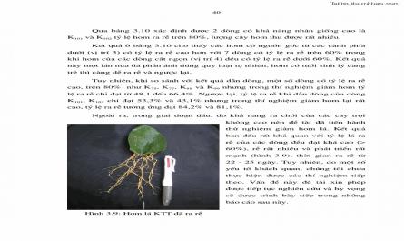 Luận văn thạc sĩ khoa học lâm nghiệp Chọn cây trội, dẫn dòng Keo tai tượng Acacia mangium Wild và ứng dụng công nghệ sinh học trong bố trí thí nghiệm và xây dựng vườn giống - 5