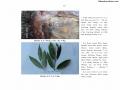 Luận văn thạc sĩ khoa học lâm nghiệp Đặc điểm lâm học loài cây Vấp Mesua ferrea L. thuộc kiểu rừng kín lá rộng thường xanh ẩm nhiệt đới tại huyện Đạ Huoai, tỉnh Lâm Đồng - 6