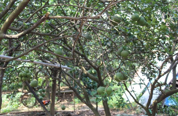 Hình PL 1 Vườn bưởi Đường Lá Cam Nguồn tác giả chụp Hình PL2 Hình dáng 1