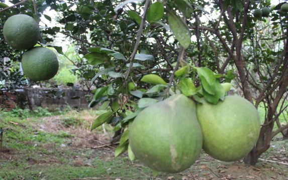 Hình PL2 Hình dáng quả bưởi Đường Lá Cam Nguồn tác giả chụp Hình PL3 Món 2