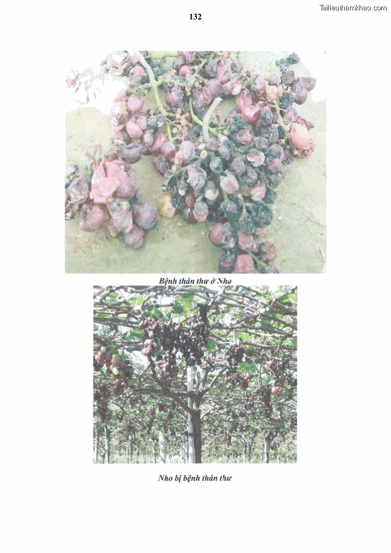 Luận văn thạc sĩ địa lý học Tổ chức lãnh thổ nông - Công nghiệp trồng và chế biến nho ở Khánh Hòa, Ninh Thuận, Bình Thuận - 12 Trang 142