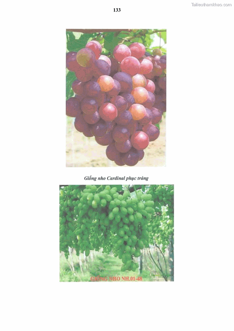 Luận văn thạc sĩ địa lý học Tổ chức lãnh thổ nông - Công nghiệp trồng và chế biến nho ở Khánh Hòa, Ninh Thuận, Bình Thuận - 12 Trang 143