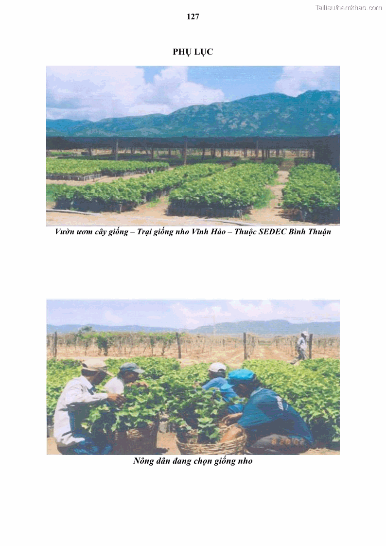 Luận văn thạc sĩ địa lý học Tổ chức lãnh thổ nông - Công nghiệp trồng và chế biến nho ở Khánh Hòa, Ninh Thuận, Bình Thuận - 12 Trang 137