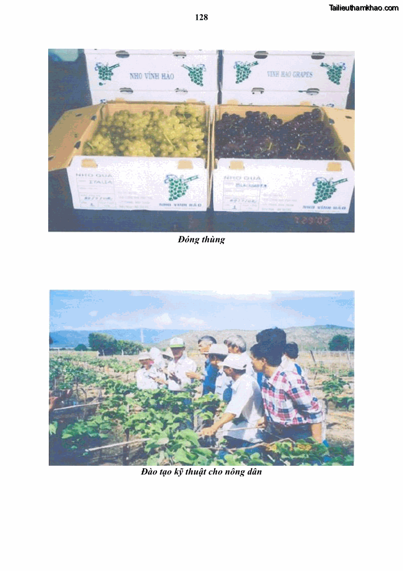 Luận văn thạc sĩ địa lý học Tổ chức lãnh thổ nông - Công nghiệp trồng và chế biến nho ở Khánh Hòa, Ninh Thuận, Bình Thuận - 12 Trang 138