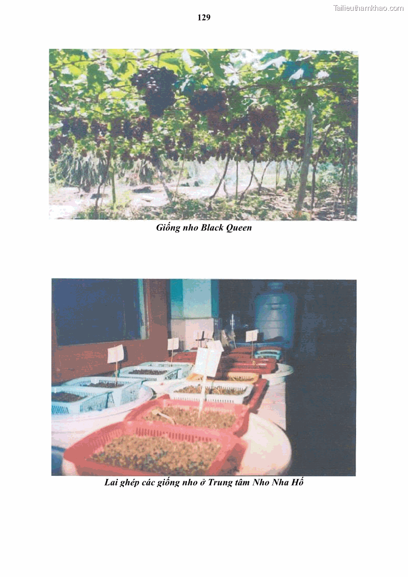 Luận văn thạc sĩ địa lý học Tổ chức lãnh thổ nông - Công nghiệp trồng và chế biến nho ở Khánh Hòa, Ninh Thuận, Bình Thuận - 12 Trang 139