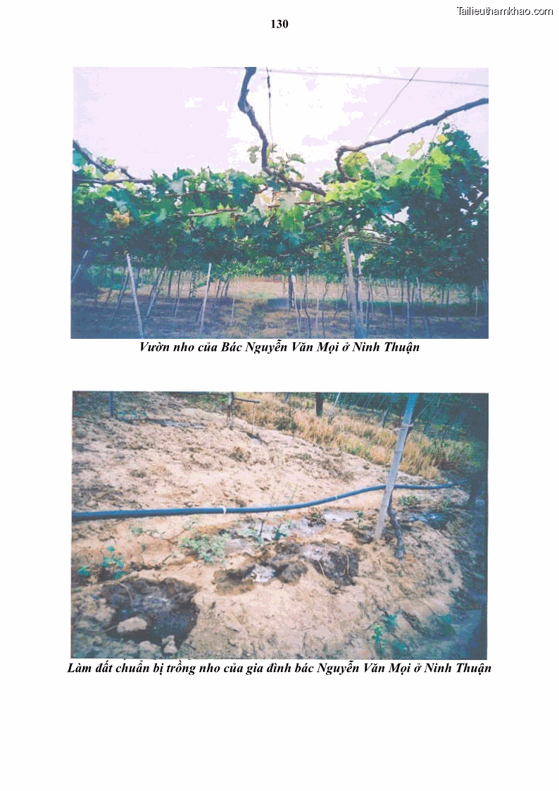 Luận văn thạc sĩ địa lý học Tổ chức lãnh thổ nông - Công nghiệp trồng và chế biến nho ở Khánh Hòa, Ninh Thuận, Bình Thuận - 12 Trang 140