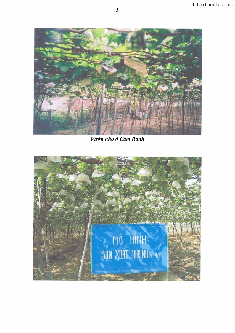 Luận văn thạc sĩ địa lý học Tổ chức lãnh thổ nông - Công nghiệp trồng và chế biến nho ở Khánh Hòa, Ninh Thuận, Bình Thuận - 12 Trang 141