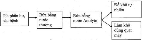 2 4 1 3 Thực trạng trồng nho ở tỉnh Bình Thuận Cây nho bắt đầu được trồng 4