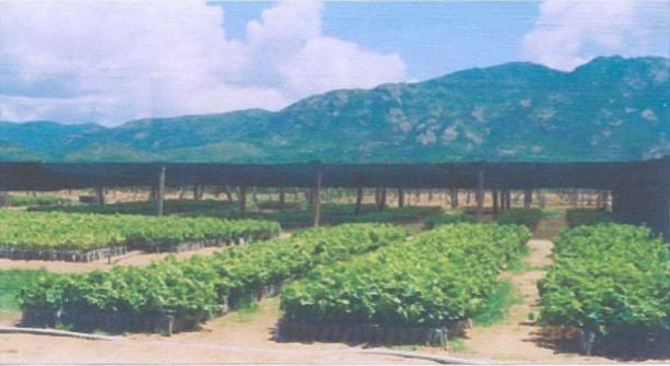 Vườn ươm cây giống – Trại giống nho Vĩnh Hảo – Thuộc SEDEC Bình Thuận Nông 1