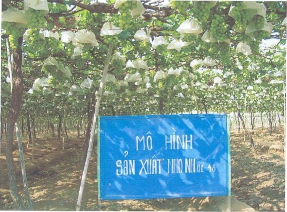 Các bệnh hại chính trên cây nho a Bệnh Mốc sương hay phấn trắng Bệnh 10