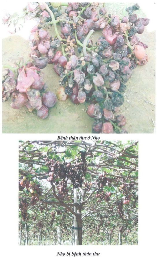 Các bệnh hại chính trên cây nho a Bệnh Mốc sương hay phấn trắng Bệnh 11