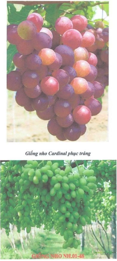 Các bệnh hại chính trên cây nho a Bệnh Mốc sương hay phấn trắng Bệnh 12