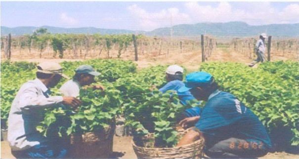 Nông dân đang chọn giống nho Đóng thùng Đào tạo kỹ thuật cho nông dân Giống 2