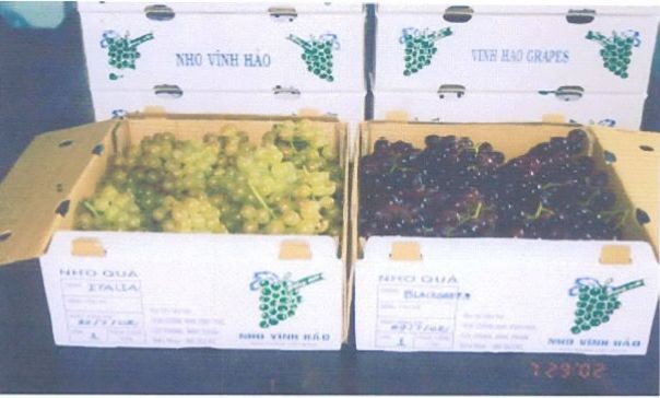 Đóng thùng Đào tạo kỹ thuật cho nông dân Giống nho Black Queen Lai ghép các 3