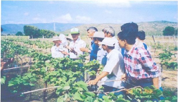 Đào tạo kỹ thuật cho nông dân Giống nho Black Queen Lai ghép các giống nho ở 4