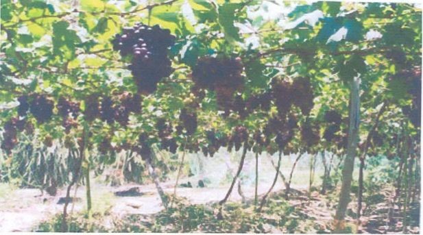 Giống nho Black Queen Lai ghép các giống nho ở Trung tâm Nho Nha Hố Vườn nho của 5