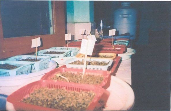 Lai ghép các giống nho ở Trung tâm Nho Nha Hố Vườn nho của Bác Nguyễn Văn Mọi 6