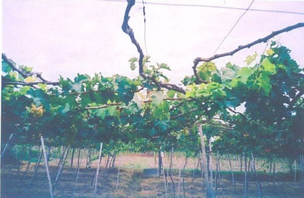 Vườn nho của Bác Nguyễn Văn Mọi ở Ninh Thuận Làm đất chuẩn bị trồng nho 7