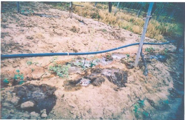 Làm đất chuẩn bị trồng nho của gia đình bác Nguyễn Văn Mọi ở Ninh Thuận 8