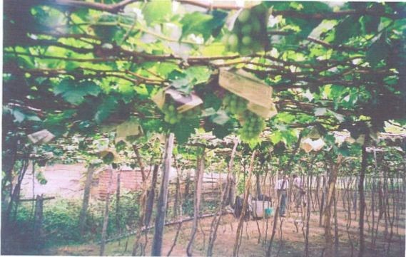 Vườn nho ở Cam Ranh Các bệnh hại chính trên cây nho a Bệnh Mốc sương hay 9