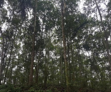 Hình 4 1 Mô hình gỗ lớn Keo tai tượng tại xã Khải Xuân 9 tuổi 2 mô hình 1