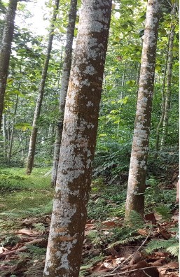 Hình 4 2 Mô hình gỗ lớn Chò nâu 13 tuổi tại xã Chân Mộng Thông tin về 5 mô 2