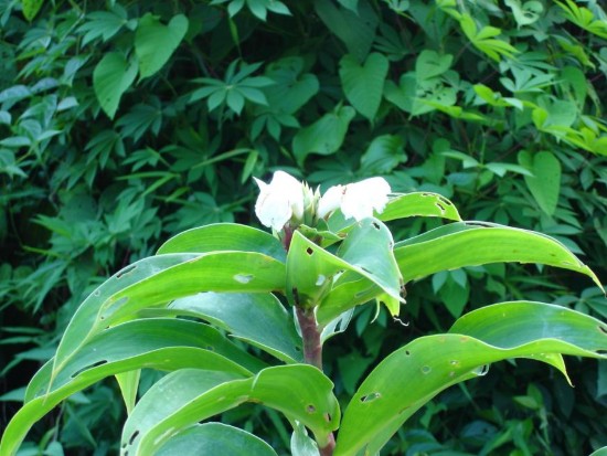 ¶ nh Costus speciosus Koenig Smith ả nh Đoàn nghiên cứu làm ô tiêu chuẩn 7