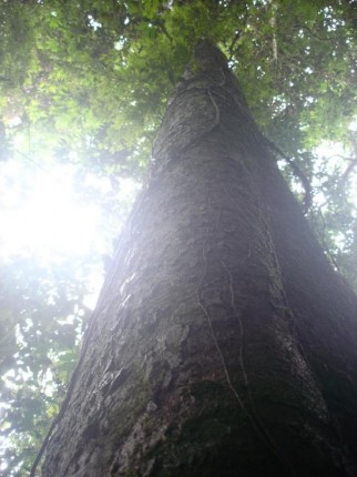 ¶ nh Pinus kwangtungensis Chun ex Tsiang ¶ nh Camelia hamyenensis T Ninh ả nh Xử lý 3