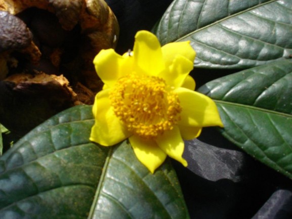 ¶ nh Camelia hamyenensis T Ninh ả nh Xử lý mẫu trong phòng thí nghiệm ả nh Xác 4