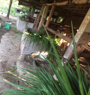 Cân thức ăn trong nông hộ Bò thí nghiệm Vận chuyển bò đến lò mổ Cân các 2