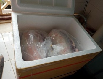 Đo pH thịt Mẫu thịt được vận chuyển đến phòng thí nghiệm Xử lý thịt 6