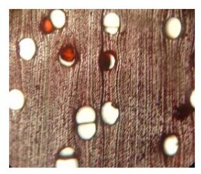 Tính chất vật lý 1 Hình 2 3 Cấu tạo hiển vi gỗ Keo lai Nguồn Nguyễn 13