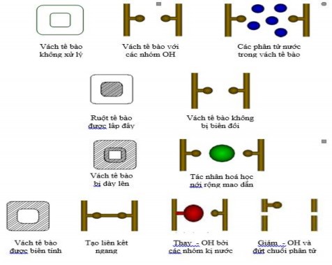 Hình 2 11 Phương pháp ổn định kích thước gỗ Nguồn Militz Becker và Homan 5