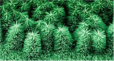 Hình 3 12 Nano rừng cây ZnO 3 5 Đặc điểm gỗ Bồ đề Gỗ Bồ đề có tên khoa 3