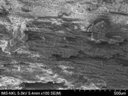 a Mẫu không phủ b Mẫu phủ Hình 4 1 Hình ảnh cấu trúc bề mặt của gỗ 5